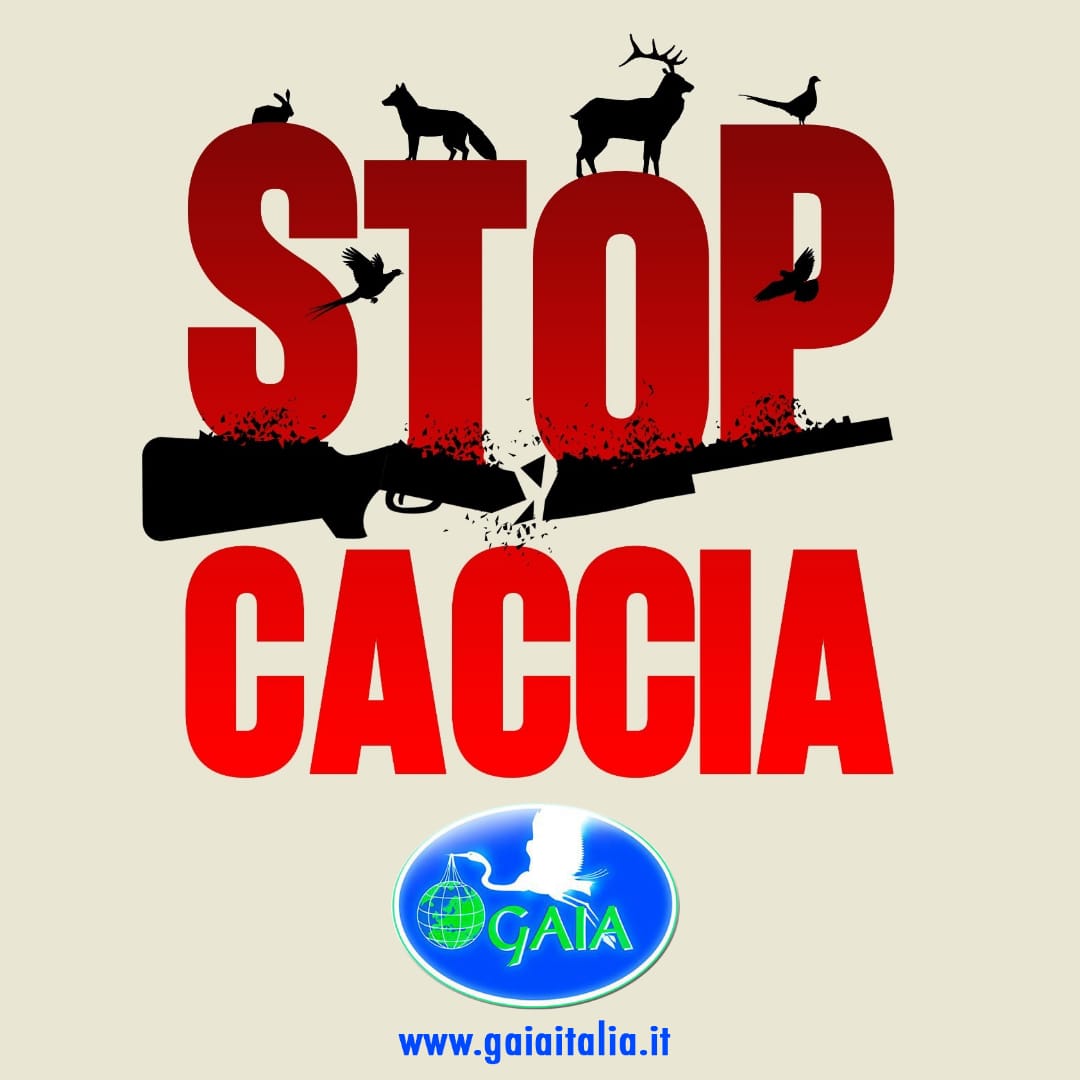 stop caccia 514254163_1059998426307132_4987236409376444861_n - copia